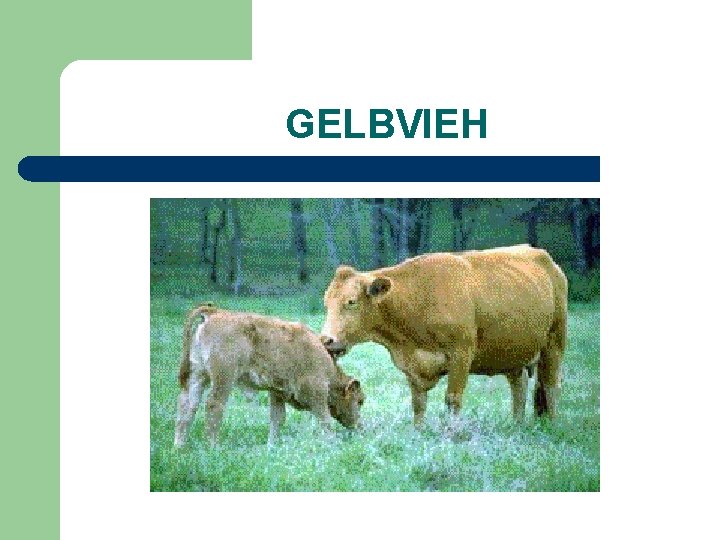 GELBVIEH 