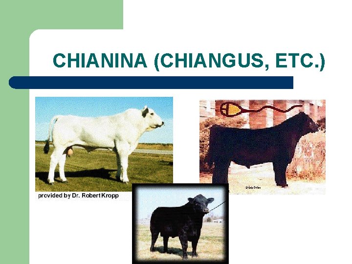 CHIANINA (CHIANGUS, ETC. ) 