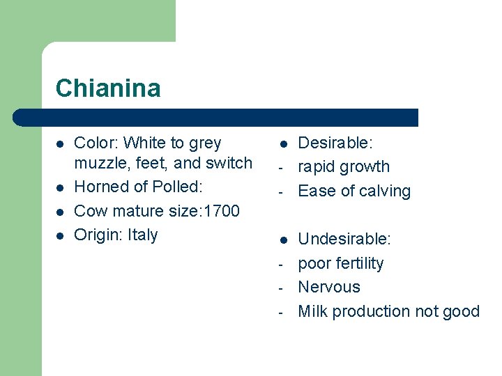 Chianina l l Color: White to grey muzzle, feet, and switch Horned of Polled:
