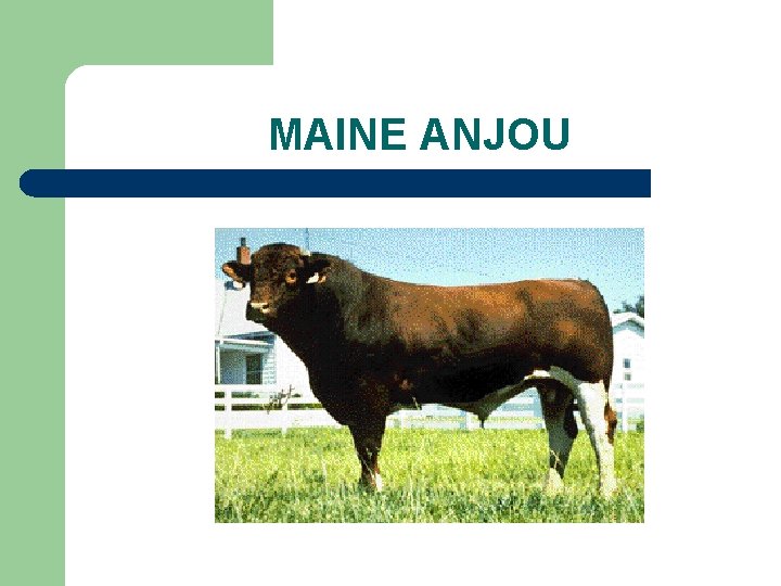 MAINE ANJOU 
