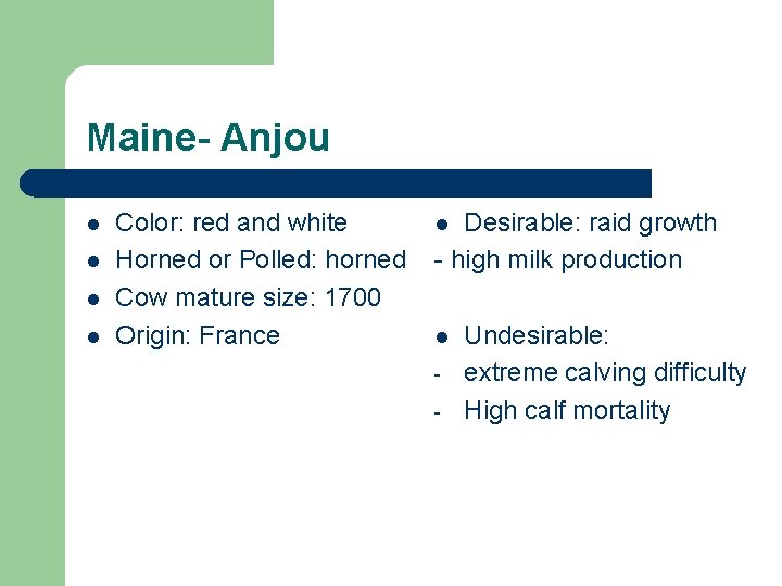 Maine- Anjou l l Color: red and white Horned or Polled: horned Cow mature