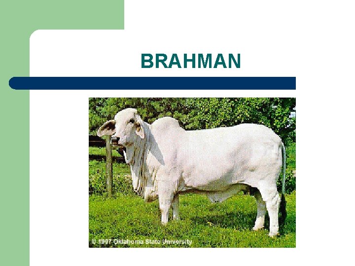 BRAHMAN 