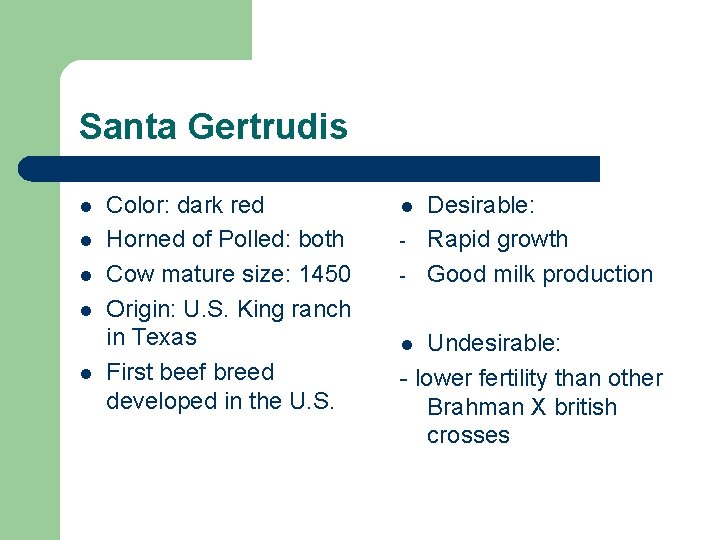 Santa Gertrudis l l l Color: dark red Horned of Polled: both Cow mature