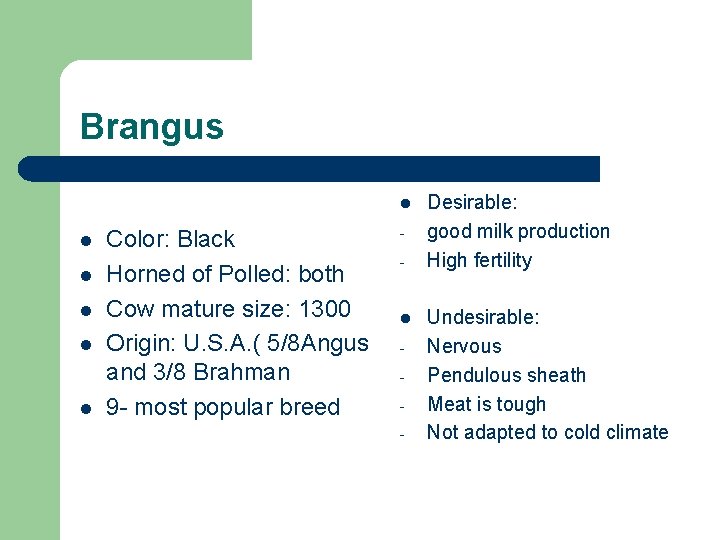 Brangus l l l Color: Black Horned of Polled: both Cow mature size: 1300
