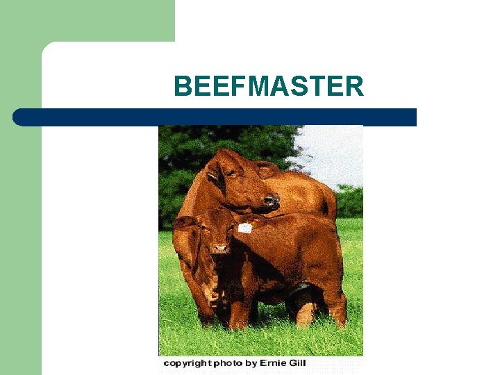 BEEFMASTER 