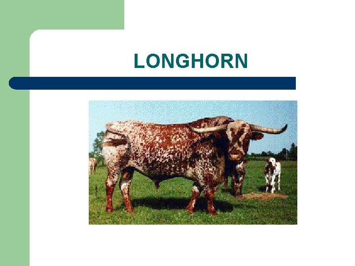 LONGHORN 