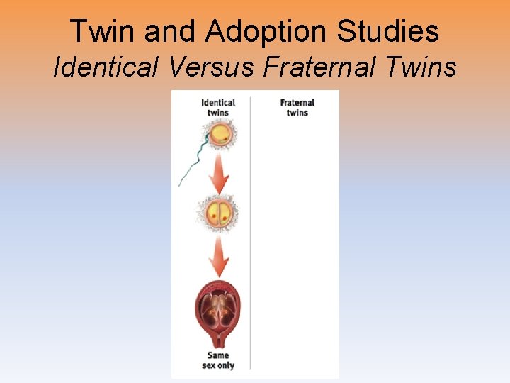 Twin and Adoption Studies Identical Versus Fraternal Twins 