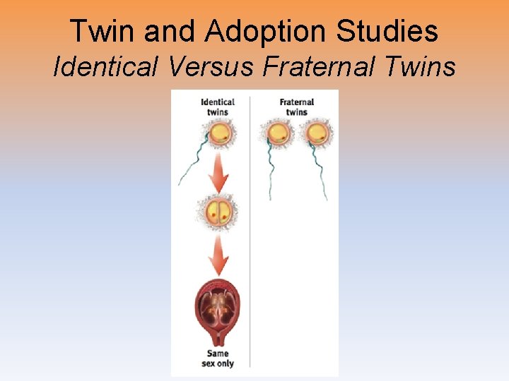 Twin and Adoption Studies Identical Versus Fraternal Twins 