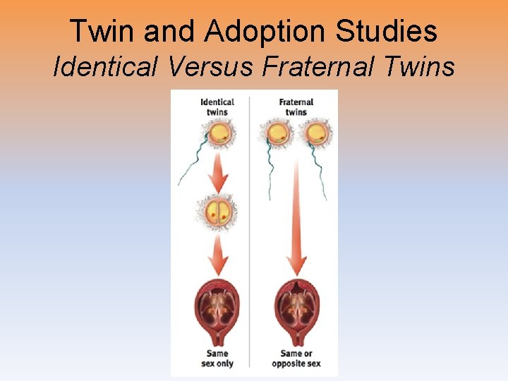 Twin and Adoption Studies Identical Versus Fraternal Twins 