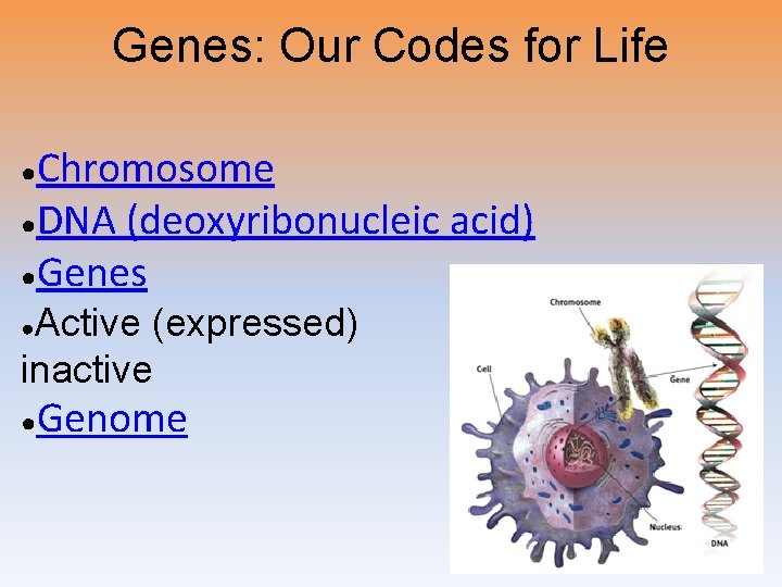 Genes: Our Codes for Life Chromosome ●DNA (deoxyribonucleic acid) ●Genes ● Active (expressed) inactive