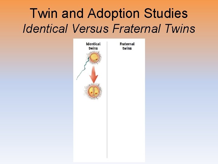 Twin and Adoption Studies Identical Versus Fraternal Twins 