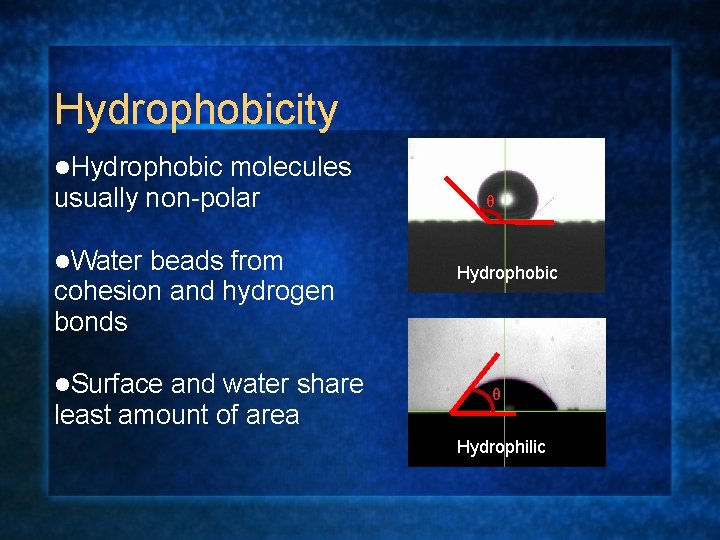 Hydrophobicity l. Hydrophobic molecules usually non-polar l. Water beads from cohesion and hydrogen bonds