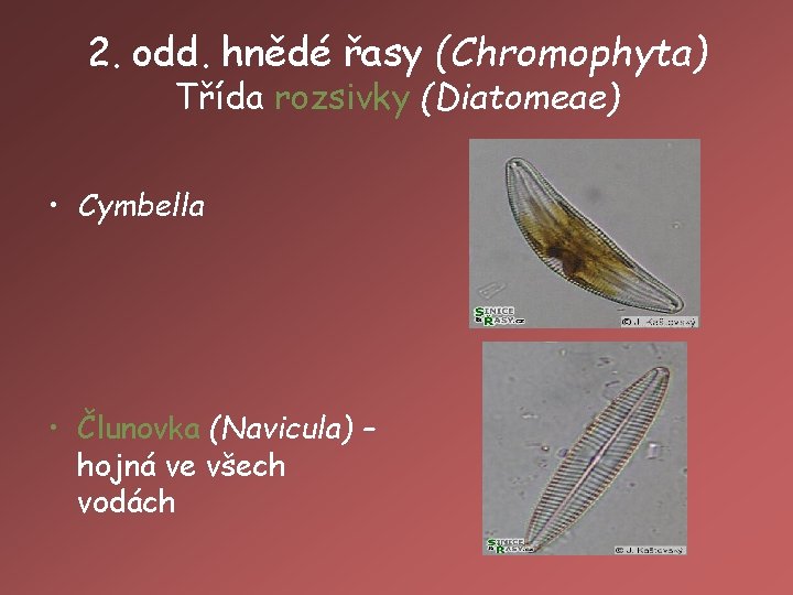 2. odd. hnědé řasy (Chromophyta) Třída rozsivky (Diatomeae) • Cymbella • Člunovka (Navicula) –