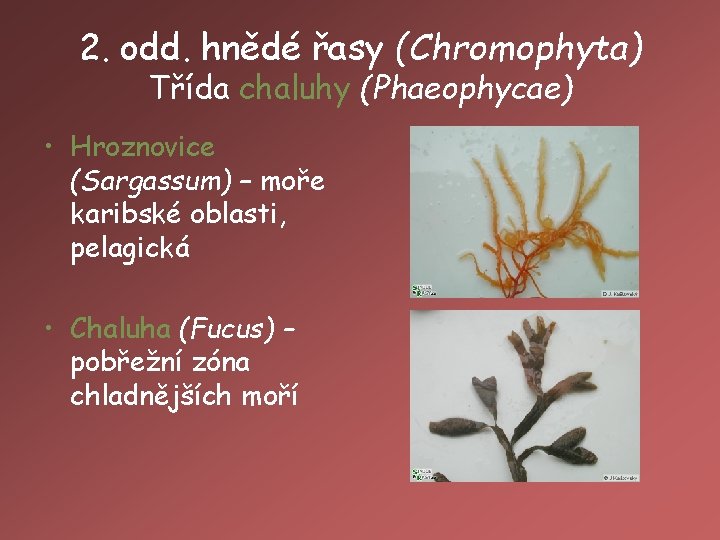 2. odd. hnědé řasy (Chromophyta) Třída chaluhy (Phaeophycae) • Hroznovice (Sargassum) – moře karibské