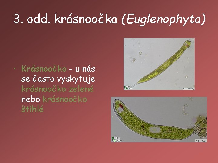 3. odd. krásnoočka (Euglenophyta) • Krásnoočko - u nás se často vyskytuje krásnoočko zelené