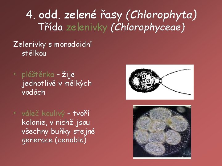 4. odd. zelené řasy (Chlorophyta) Třída zelenivky (Chlorophyceae) Zelenivky s monadoidní stélkou • pláštěnka