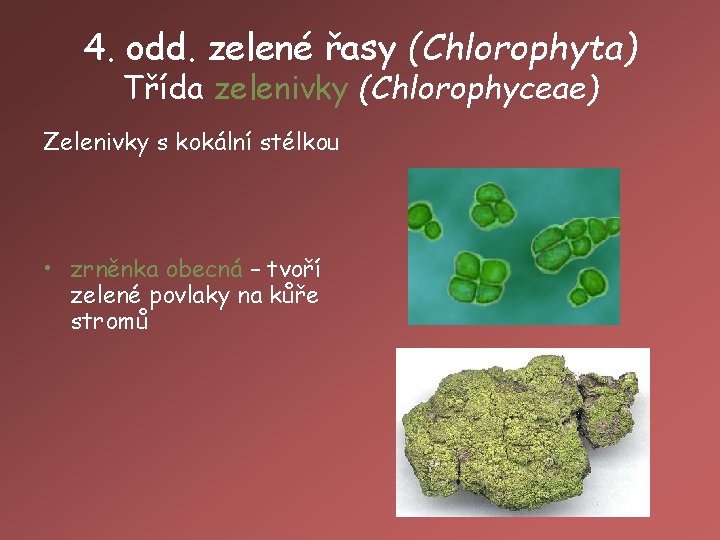4. odd. zelené řasy (Chlorophyta) Třída zelenivky (Chlorophyceae) Zelenivky s kokální stélkou • zrněnka