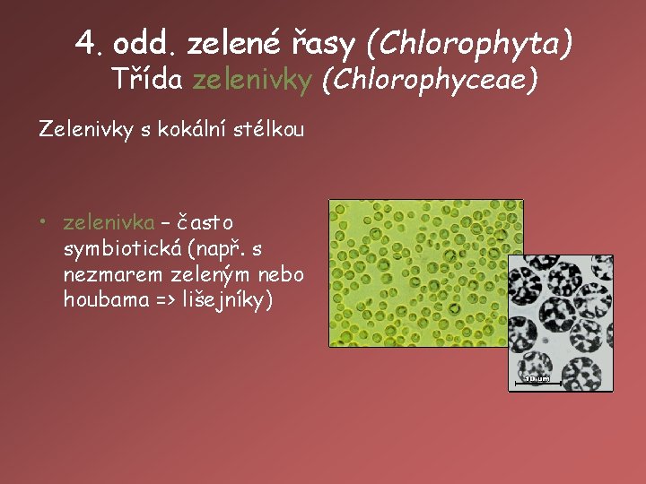 4. odd. zelené řasy (Chlorophyta) Třída zelenivky (Chlorophyceae) Zelenivky s kokální stélkou • zelenivka