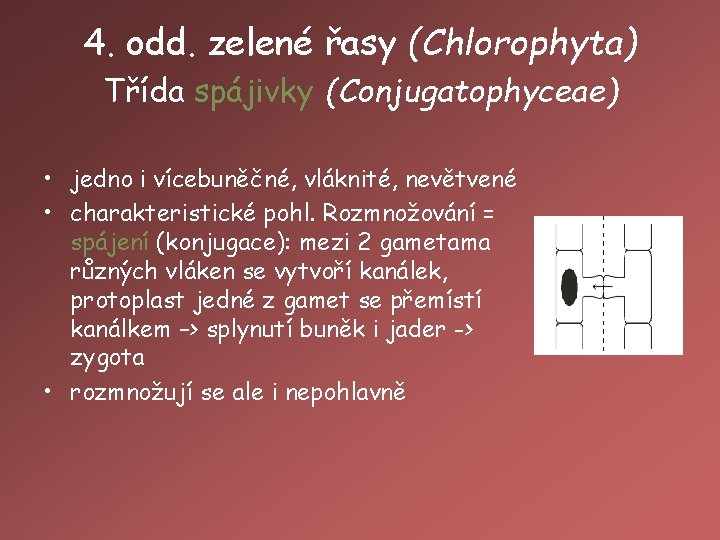 4. odd. zelené řasy (Chlorophyta) Třída spájivky (Conjugatophyceae) • jedno i vícebuněčné, vláknité, nevětvené