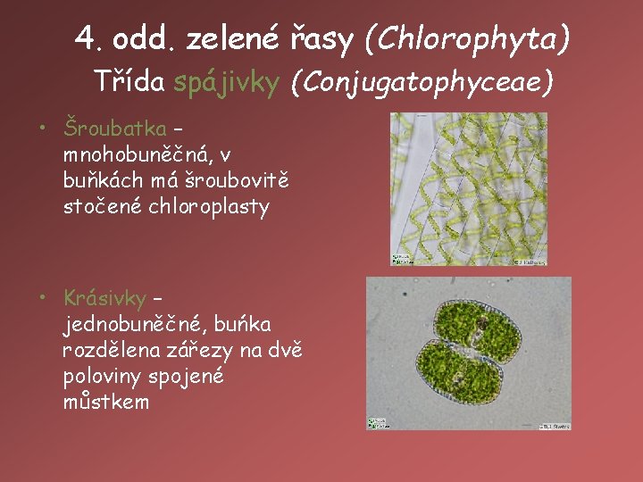 4. odd. zelené řasy (Chlorophyta) Třída spájivky (Conjugatophyceae) • Šroubatka – mnohobuněčná, v buňkách