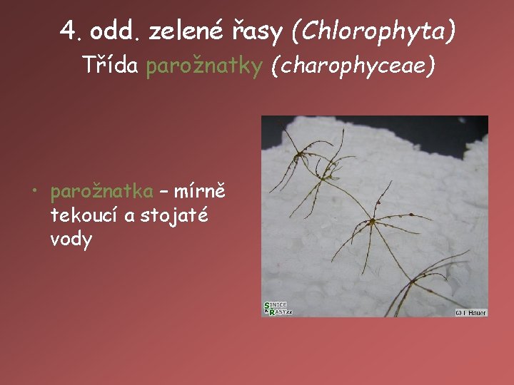 4. odd. zelené řasy (Chlorophyta) Třída parožnatky (charophyceae) • parožnatka – mírně tekoucí a