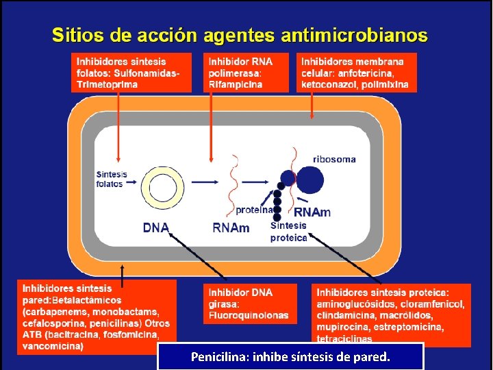 Penicilina: inhibe síntesis de pared. 