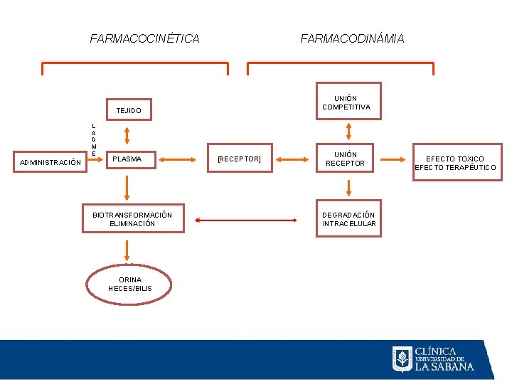 FARMACOCINÉTICA FARMACODINÁMIA UNIÓN COMPETITIVA TEJIDO L A D M E ADMINISTRACIÓN PLASMA BIOTRANSFORMACIÓN ELIMINACIÓN