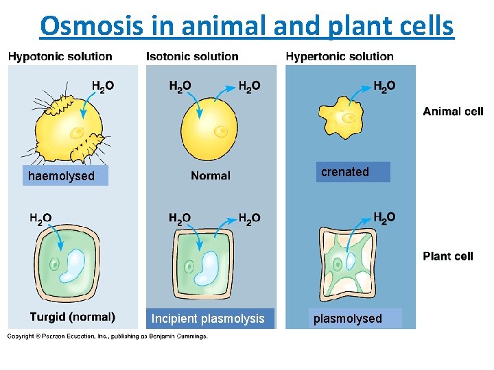 Osmosis in animal and plant cells crenated haemolysed Incipient plasmolysis plasmolysed 