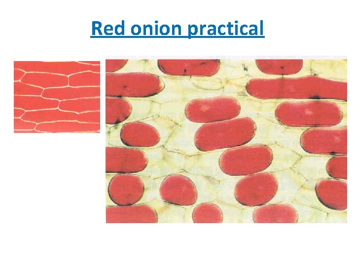 Red onion practical 