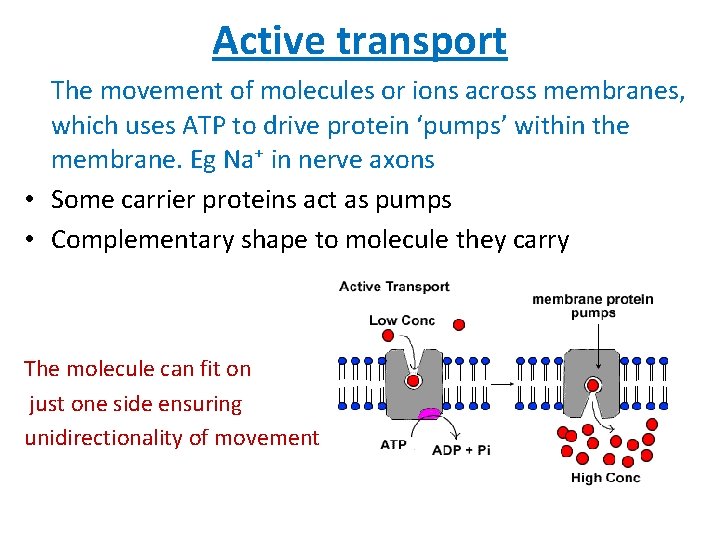Active transport The movement of molecules or ions across membranes, which uses ATP to
