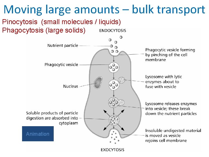 Moving large amounts – bulk transport Pinocytosis (small molecules / liquids) Phagocytosis (large solids)