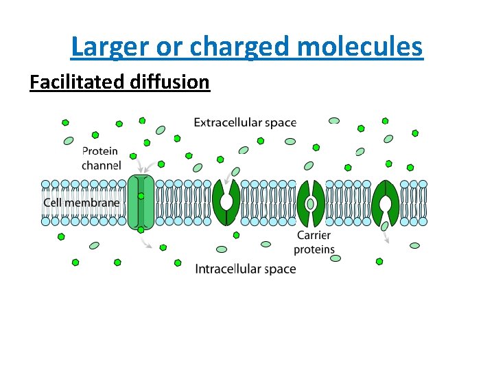 Larger or charged molecules Facilitated diffusion 