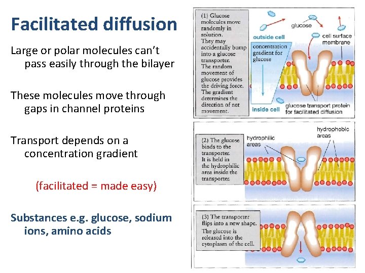 Facilitated diffusion Large or polar molecules can’t pass easily through the bilayer These molecules