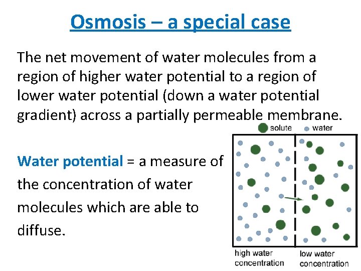 Osmosis – a special case The net movement of water molecules from a region