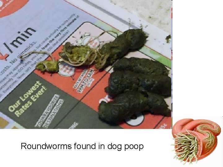 Roundworms found in dog poop 