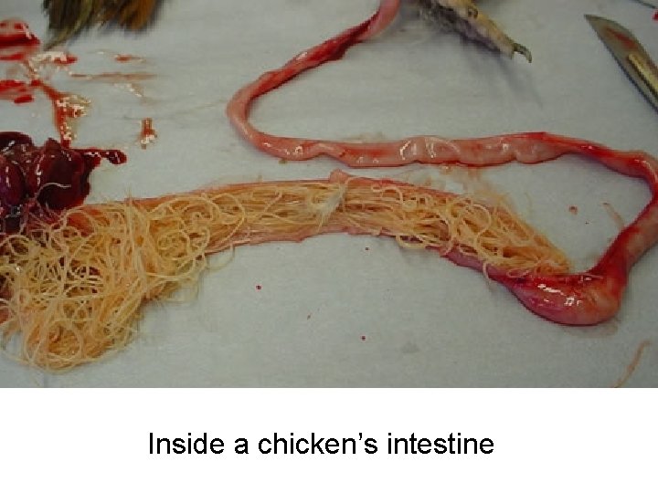 Inside a chicken’s intestine 