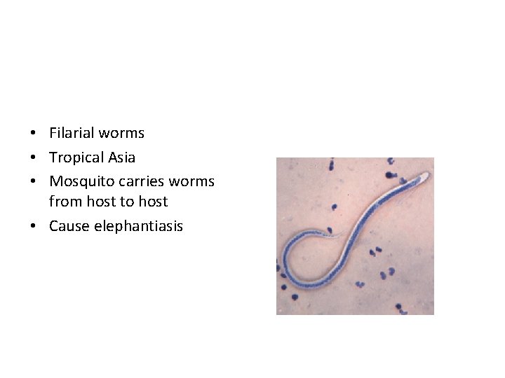  • Filarial worms • Tropical Asia • Mosquito carries worms from host to