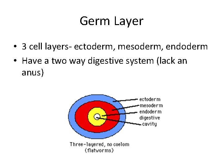 Germ Layer • 3 cell layers- ectoderm, mesoderm, endoderm • Have a two way