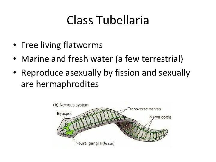 Class Tubellaria • Free living flatworms • Marine and fresh water (a few terrestrial)