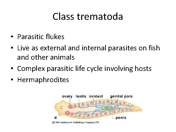 Class trematoda • Parasitic flukes • Live as external and internal parasites on fish