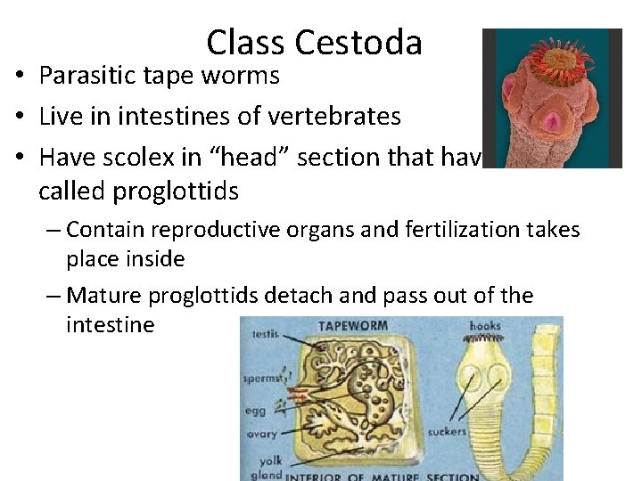Class Cestoda • Parasitic tape worms • Live in intestines of vertebrates • Have