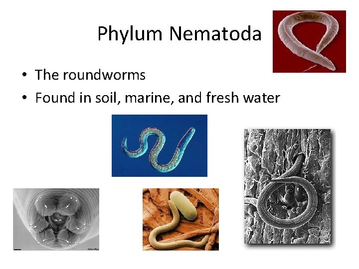 Phylum Nematoda • The roundworms • Found in soil, marine, and fresh water 