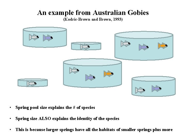 An example from Australian Gobies (Kodric-Brown and Brown, 1993) • Spring pool size explains