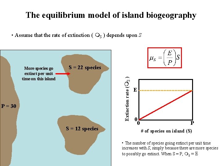 The equilibrium model of island biogeography • Assume that the rate of extinction (
