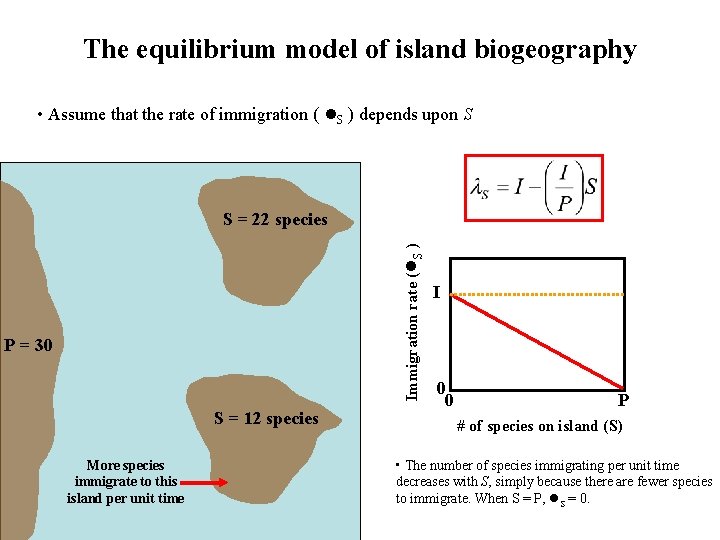 The equilibrium model of island biogeography • Assume that the rate of immigration (