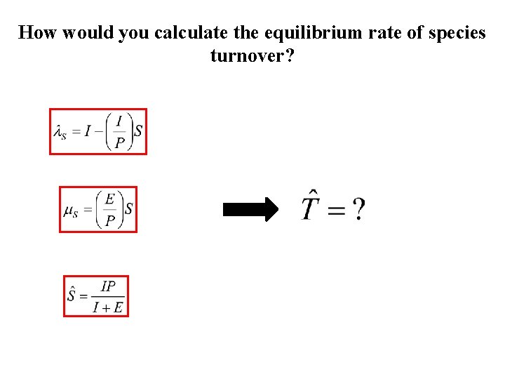 How would you calculate the equilibrium rate of species turnover? 