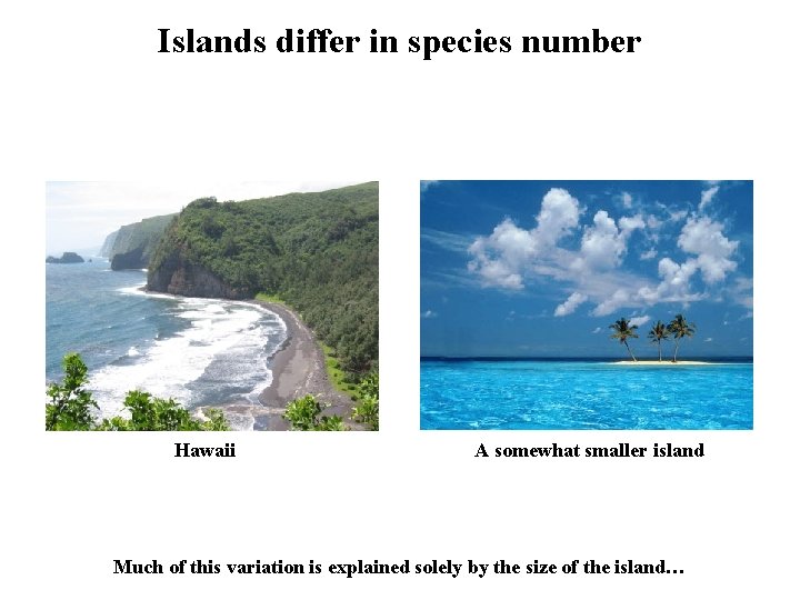 Islands differ in species number Hawaii A somewhat smaller island Much of this variation