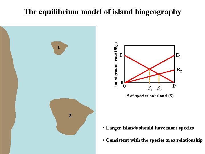Immigration rate ( S ) The equilibrium model of island biogeography 1 I E