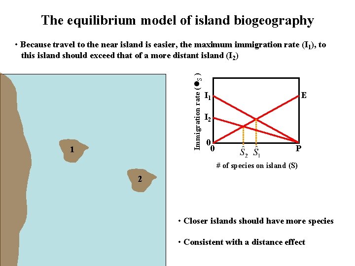 The equilibrium model of island biogeography Immigration rate ( S ) • Because travel
