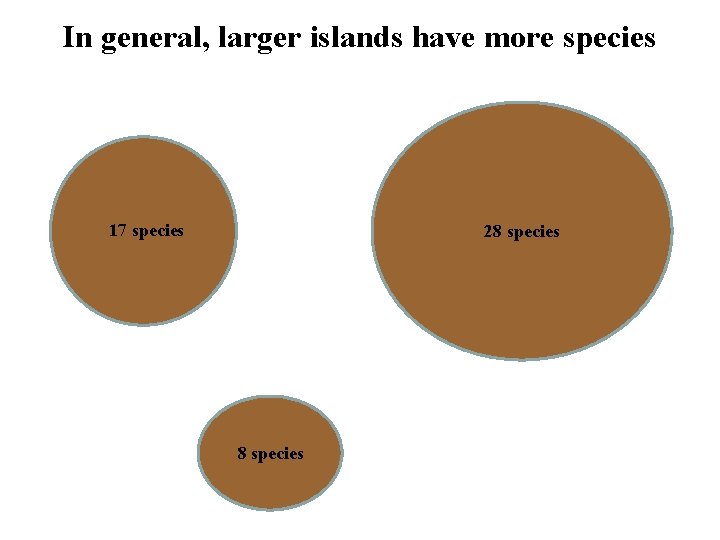 In general, larger islands have more species 17 species 28 species 
